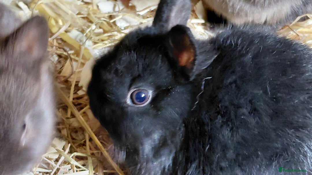 Netherland Dwarf rabbits for sale: Netherland dwarf BLACK & A CHOC BUCK  TO RESERVE  - Advert 9