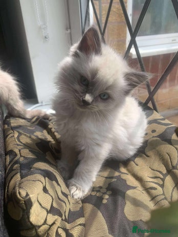 Ragdoll cats - Advert 7