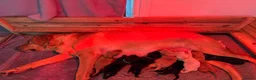 Labrador Retriever dogs for sale: Exceptional litter of Labrador puppies  - Advert 17