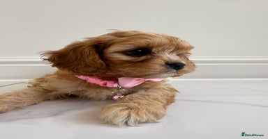Cavapoo dogs - Advert 1
