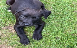 Mixed Breed dogs for sale: Labrador cross lurcher (lurcherdors) in Northallerton - Image 11