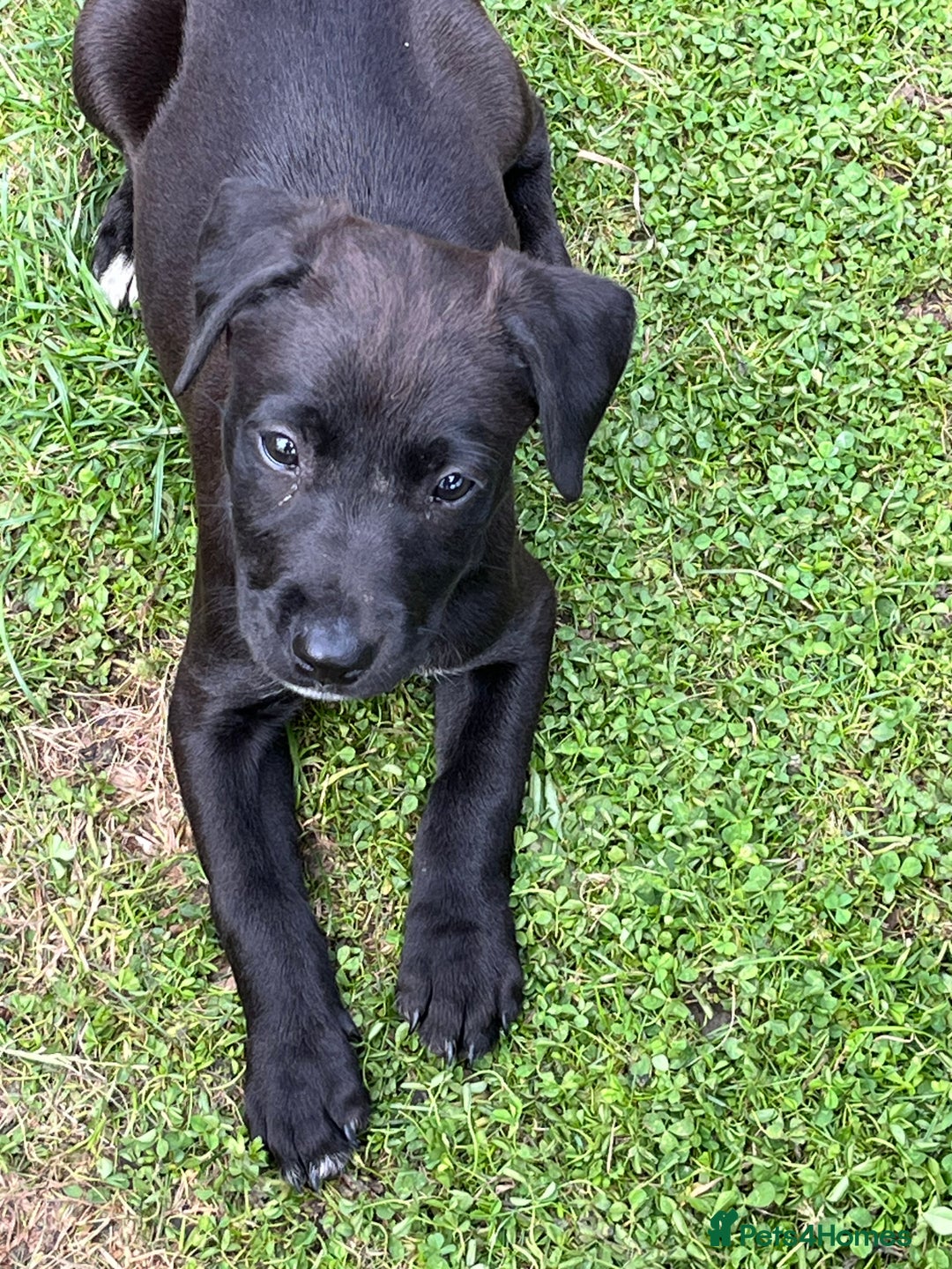 Mixed Breed dogs for sale: Labrador cross lurcher (lurcherdors) in Northallerton - Image 11