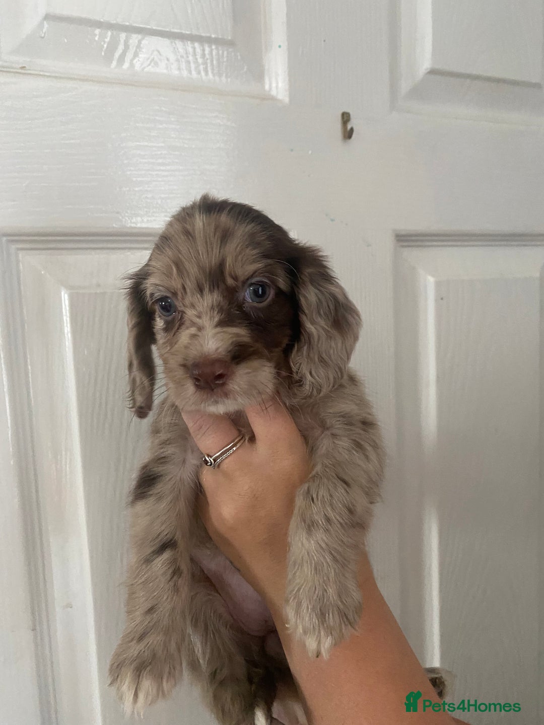Cocker Spaniel dogs for sale: Merl cocker spaniel puppies  - Image 6