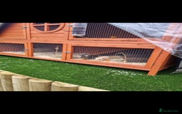 Guinea Pig rodents for sale: 2 x Female Guinea pigs and full set up - Image 2