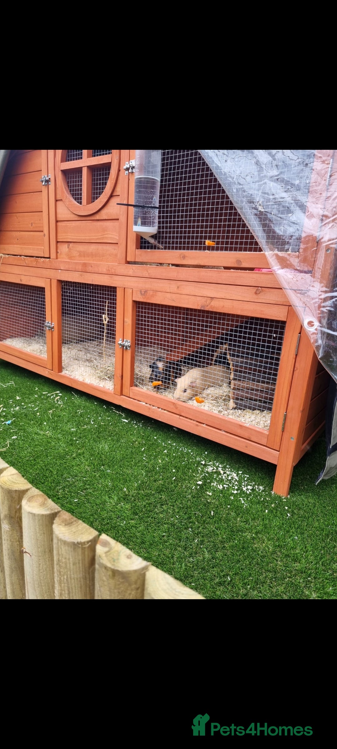 Guinea Pig rodents for sale: 2 x Female Guinea pigs and full set up - Image 2