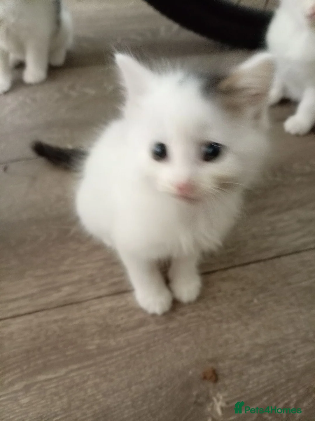 Mixed Breed cats for sale: 3 very cut kittens  - Advert 4