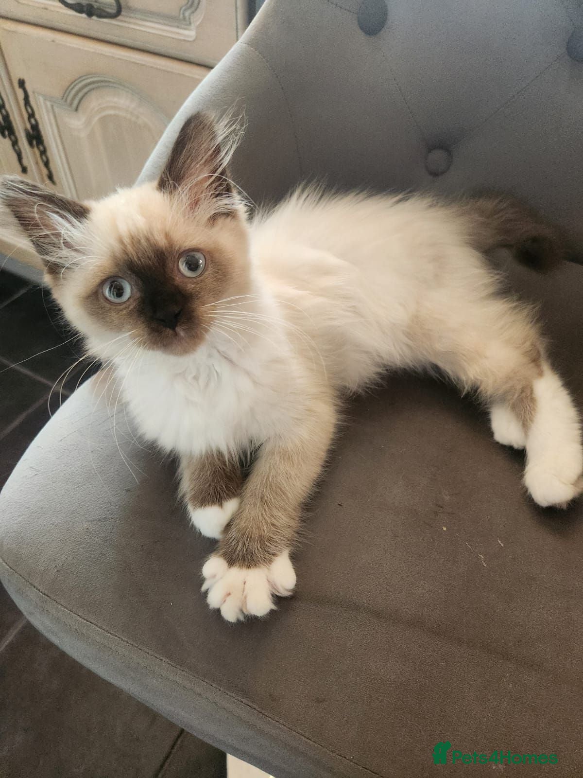 Ragdoll cats Seal point Ragdoll - Advert 18