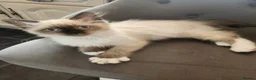 Ragdoll cats for sale: Seal point Ragdoll - Advert 2