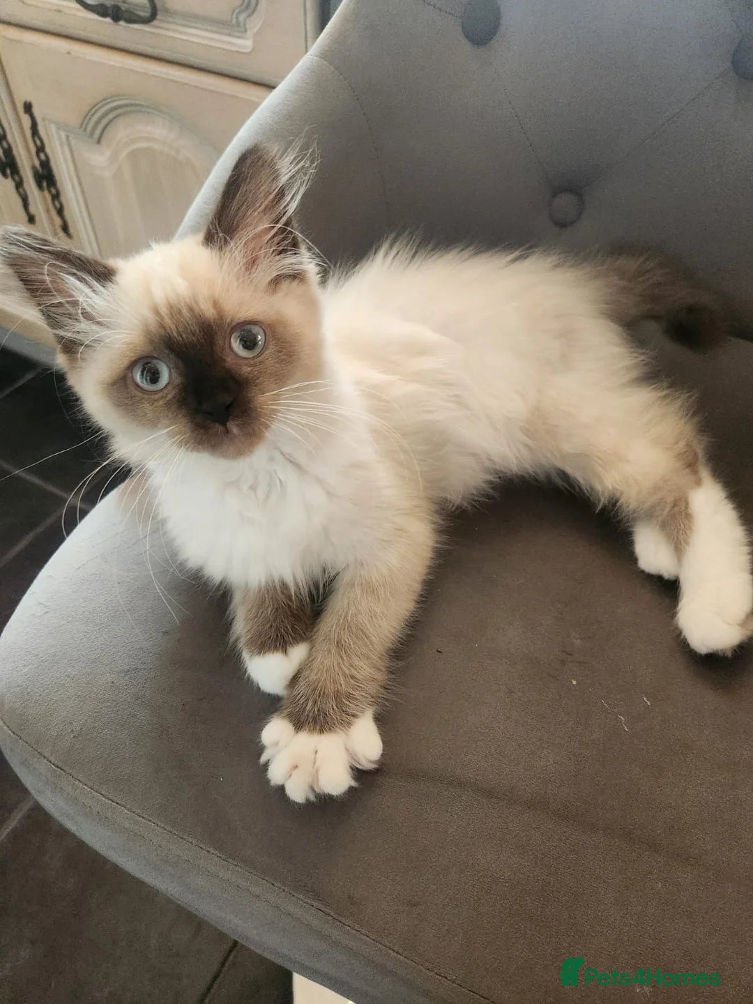 Ragdoll cats for sale: Seal point Ragdoll - Advert 2