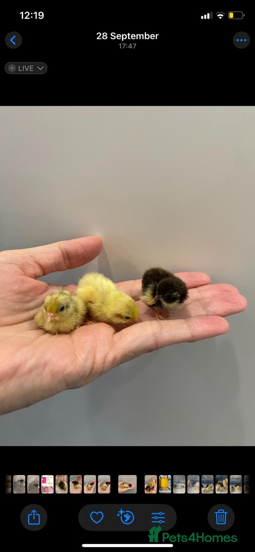 Quail poultry for sale: 4 quails mixed - Advert 3