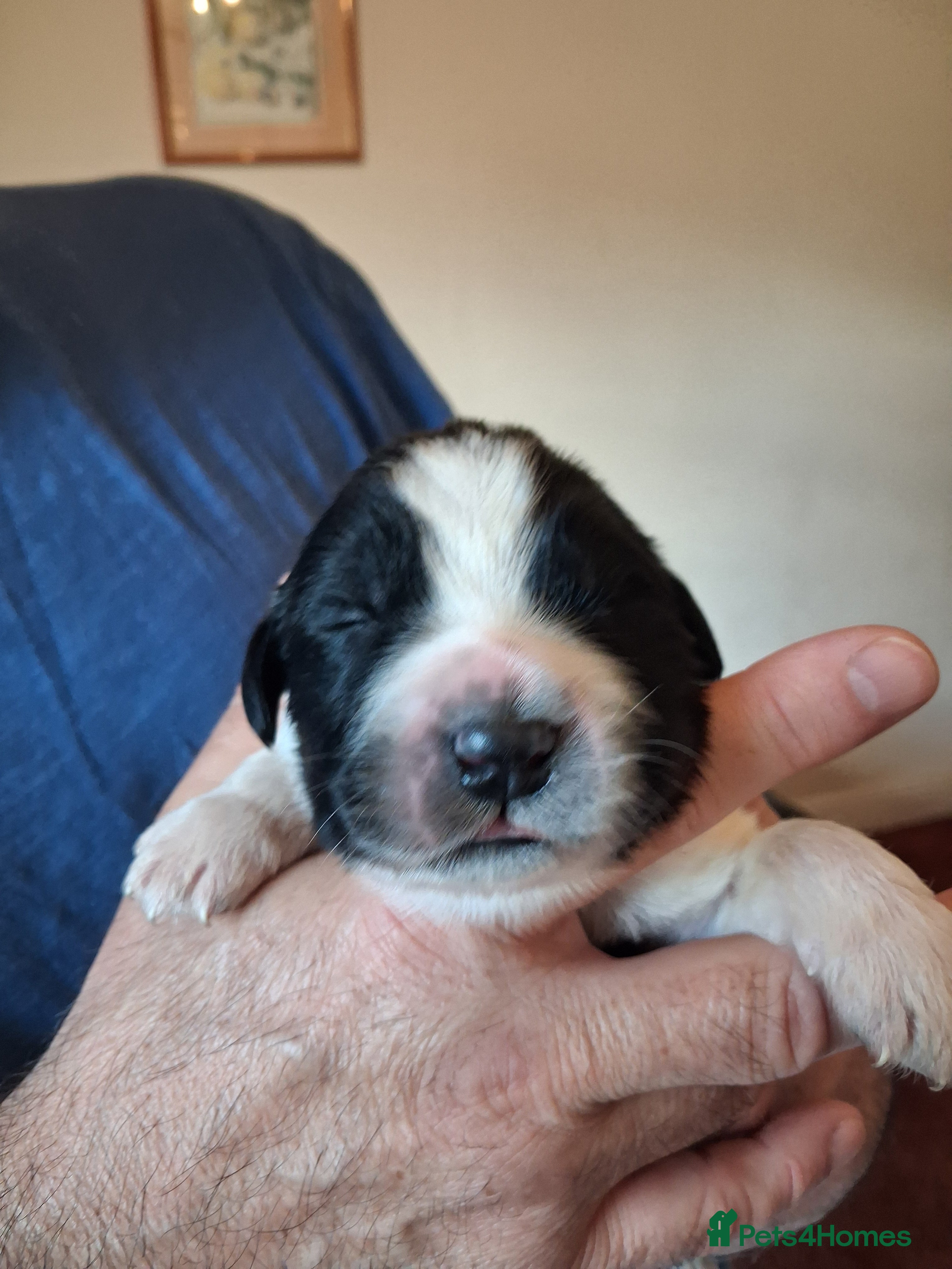 Newfoundland dogs Landseer Newfoundland Puppies - Advert 2