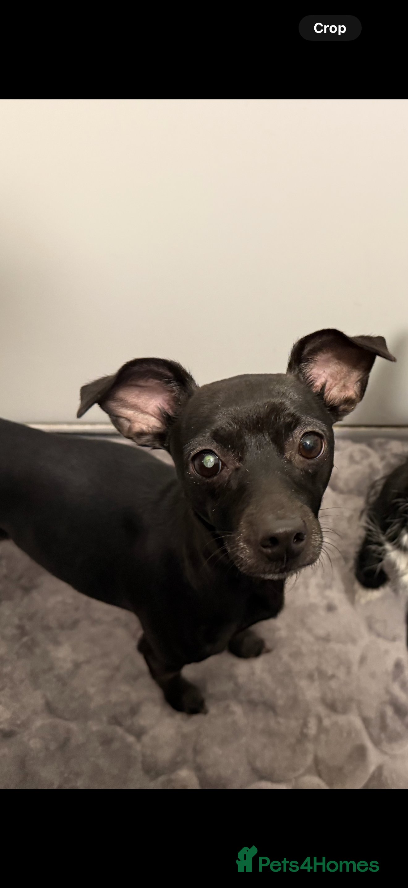 Mixed Breed dogs Female chihuahua cross to good home  - Advert 12