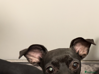 Mixed Breed dogs Female chihuahua cross to good home - Advert 1