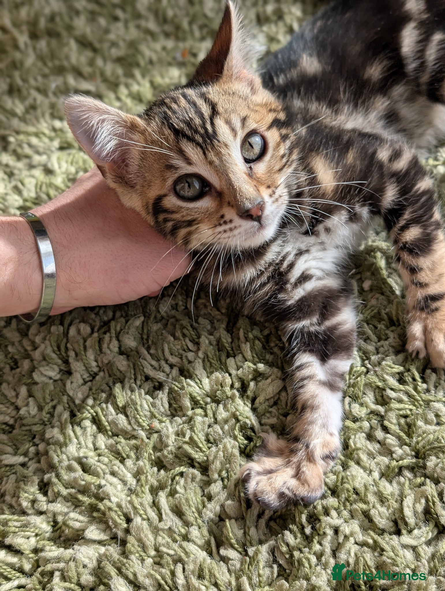 Bengal cats Health Tested TICA Bengal | Glitter | Ready Now - Advert 1