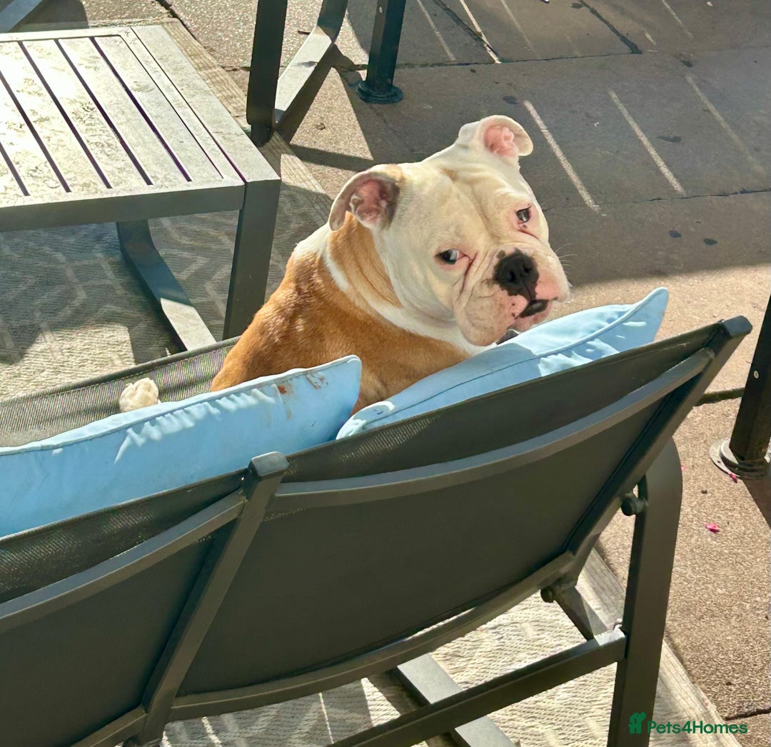 Olde English Bulldogge dogs for sale: CARTEL BLOODLINE OLDE ENGLISH PUPPIES!!  - Image 25