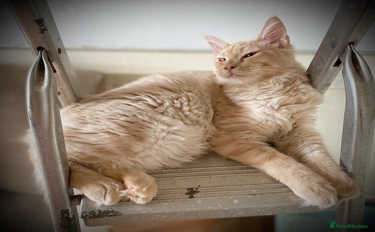 Maine Coon cats - Advert 3