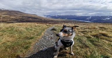Border Collie dogs - Advert 5
