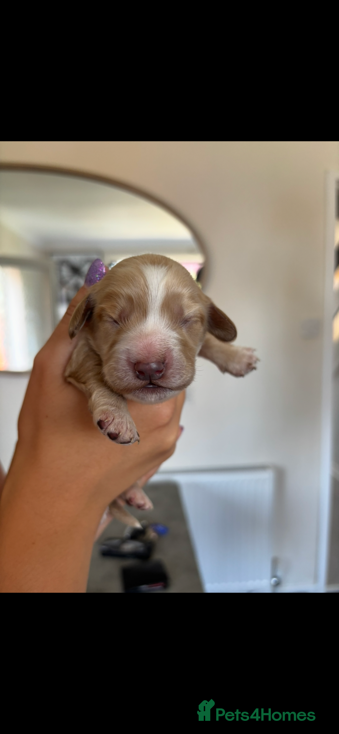Cockapoo dogs for sale: Stunning cockapoo puppies - Image 8