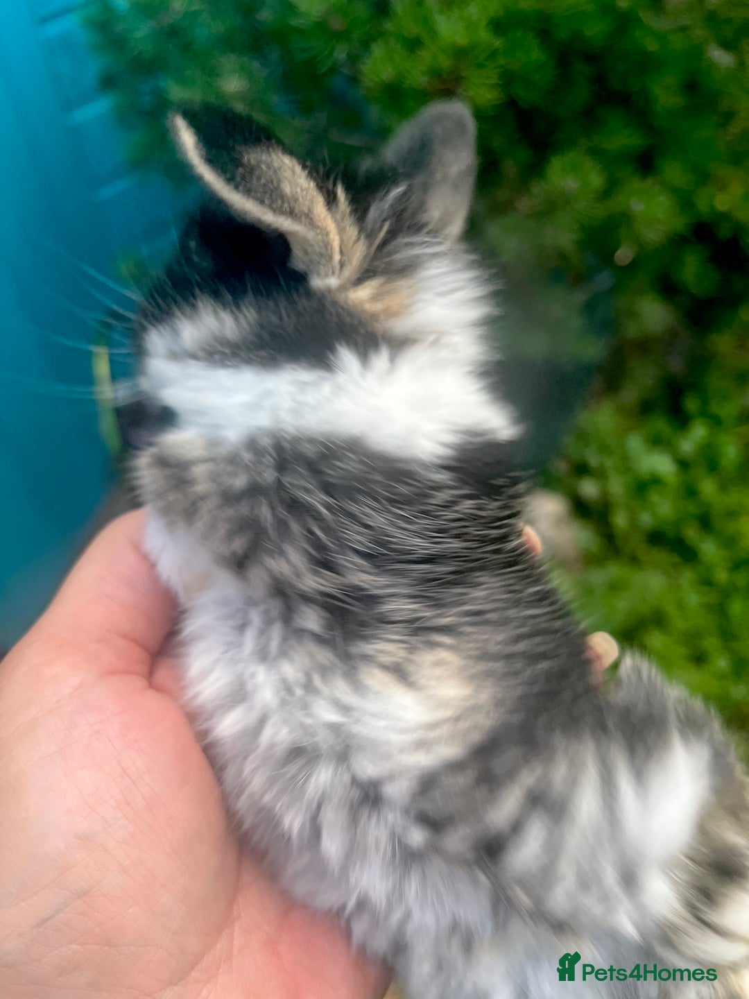 Mini Lop rabbits for sale: Four mini lop babies available, two litters - Image 3