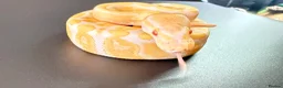 Python Snake reptiles for sale: 1.0 GHI, Leo, 66% het Pied  - Advert 9