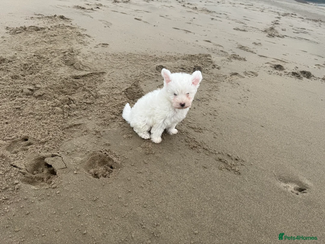 Bichon Frise dogs for sale: 🐾💕🩵Puppies looking for their forever homes!🏡🤍 in Shrewsbury - Advert 22