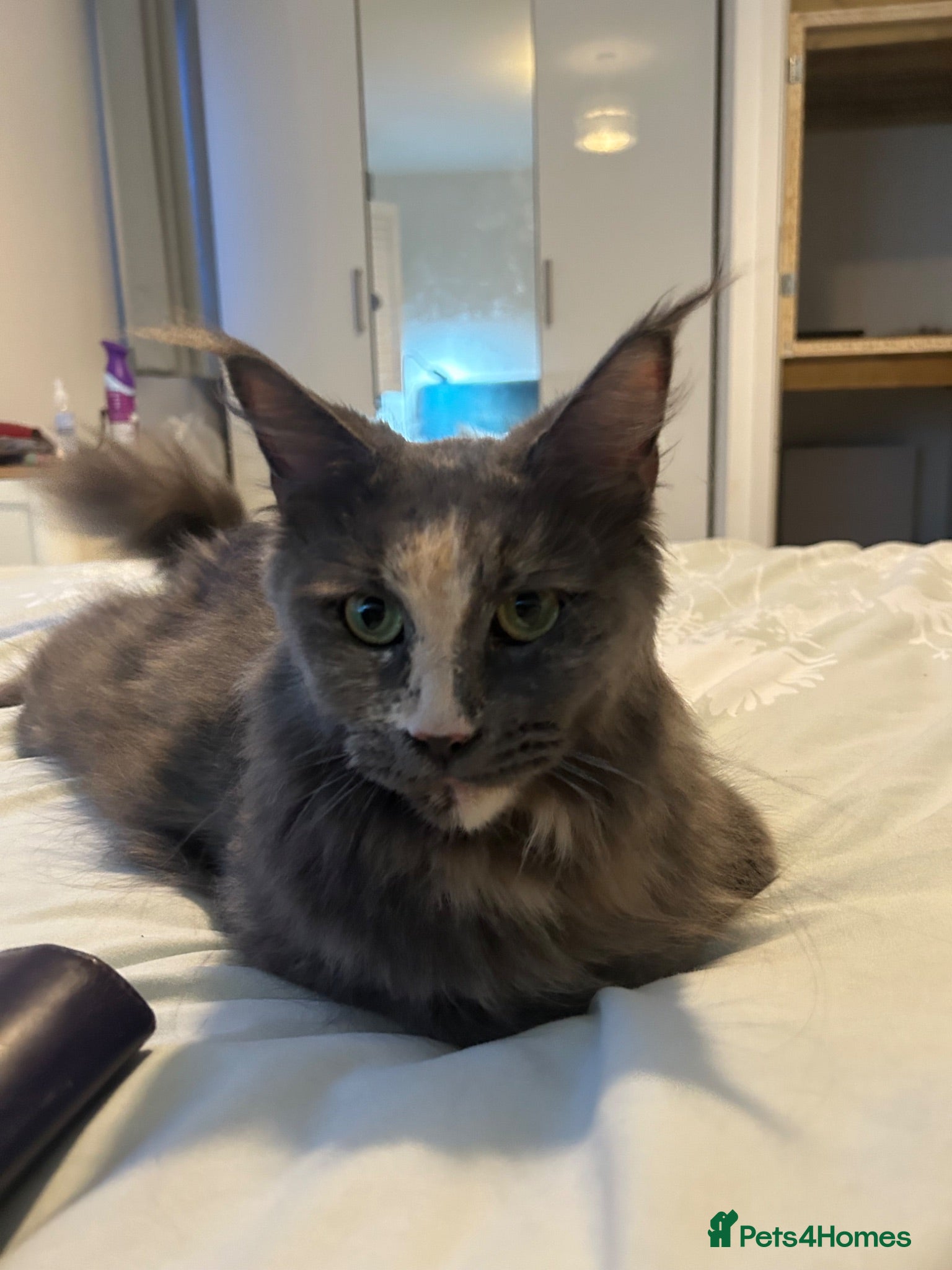 Maine Coon cats Maine Coon girl looking for retirement home - Advert 1