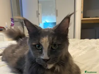 Maine Coon cats Maine Coon girl looking for retirement home - Advert 18