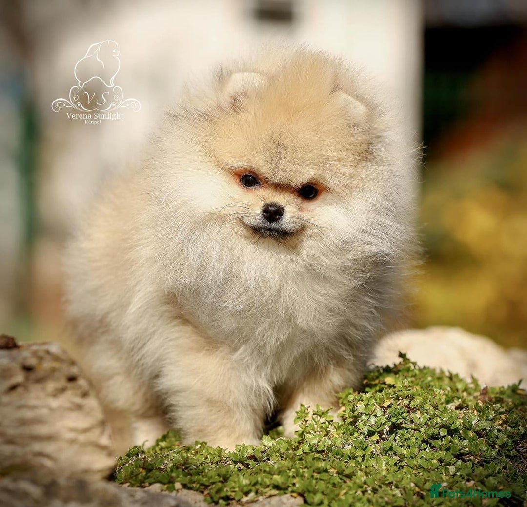 Pomeranian dogs for sale: Beautiful small Pomeranian girl cream colour  - Image 2