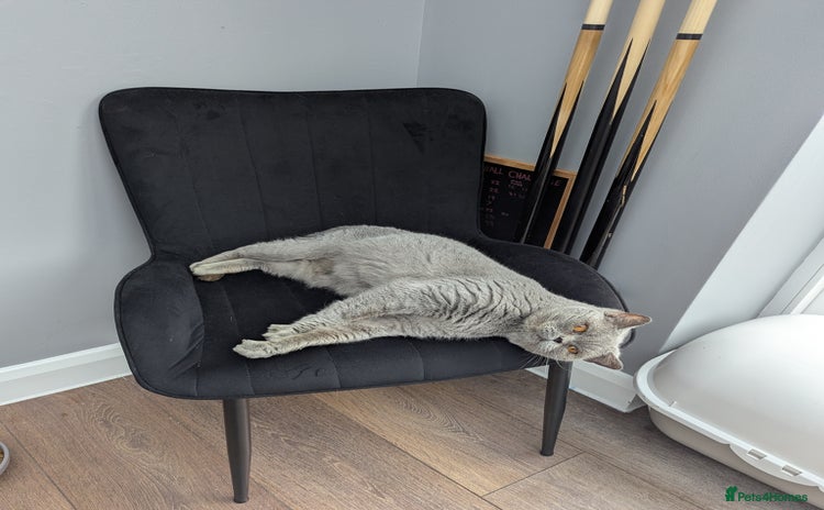 British Shorthair cats - Advert 6
