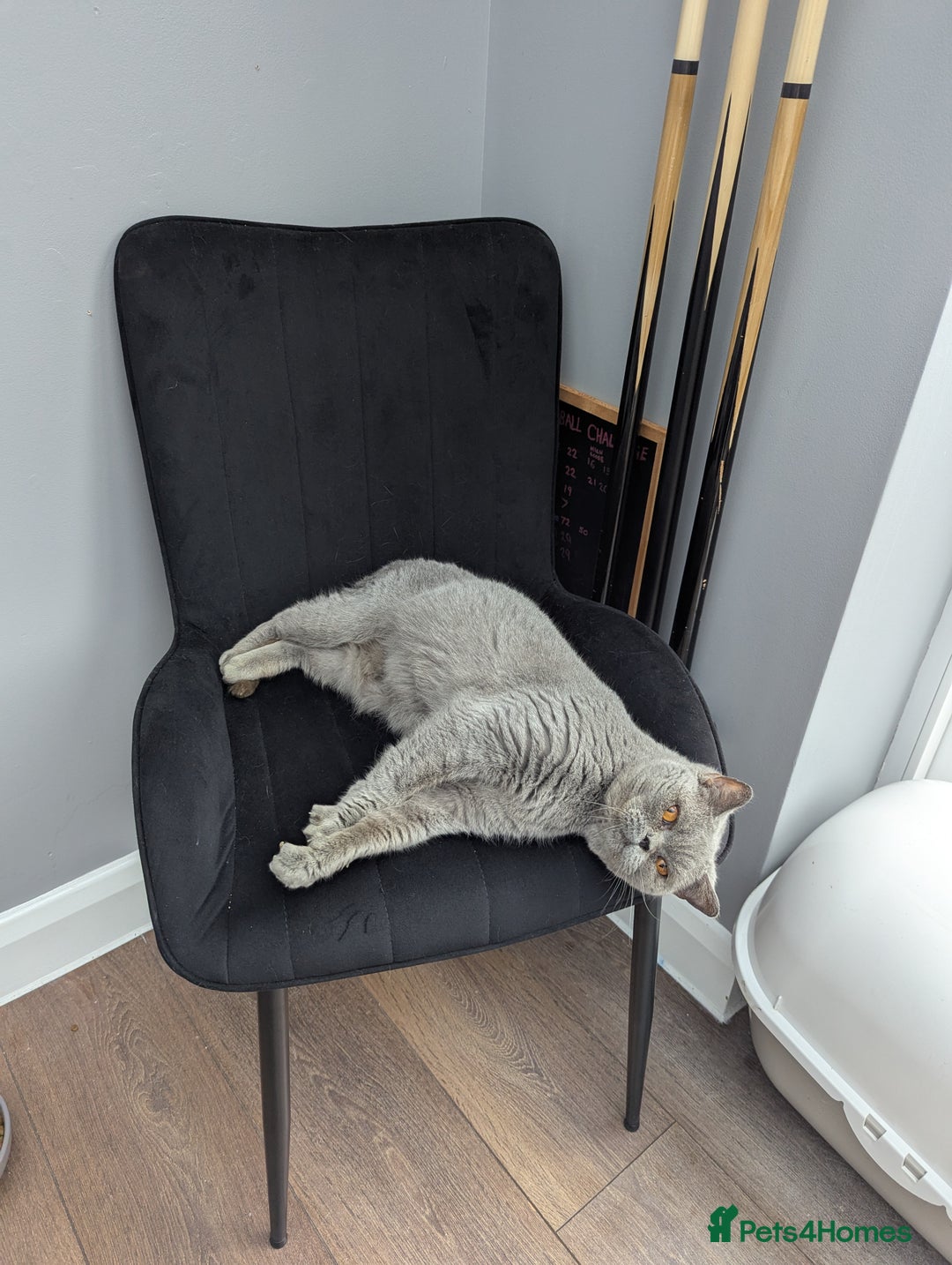 British Shorthair cats for sale: British shorthair female blue older girl - Image 1