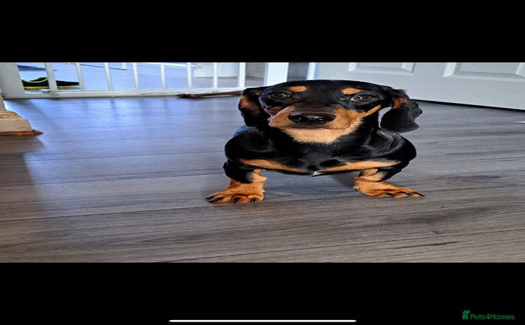 Mixed Breed dogs - Advert 6