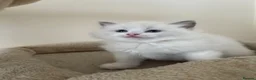Ragdoll cats for sale: Gorgeous Ragdoll Kittens Looking for Loving Homes - Advert 31