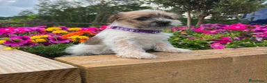 Mixed Breed 3