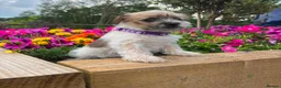Mixed Breed dogs for sale: Beautiful Jack Tzu Puppies – 2 Girls, 1 Boy - Advert 3