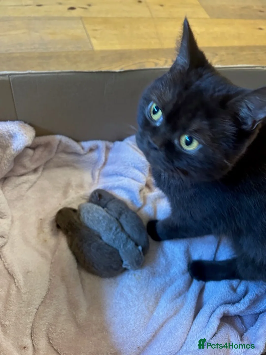 British Shorthair cats for sale: GCCF Cinnamon & Lilac BSH - Advert 16