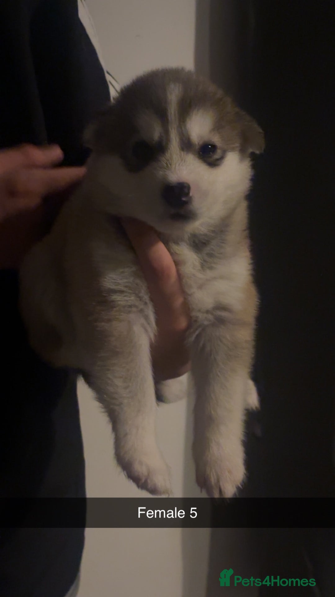 Siberian Husky dogs for sale: Beautiful husky pups 🔥 only 3 male pups left 🔥 - Advert 16