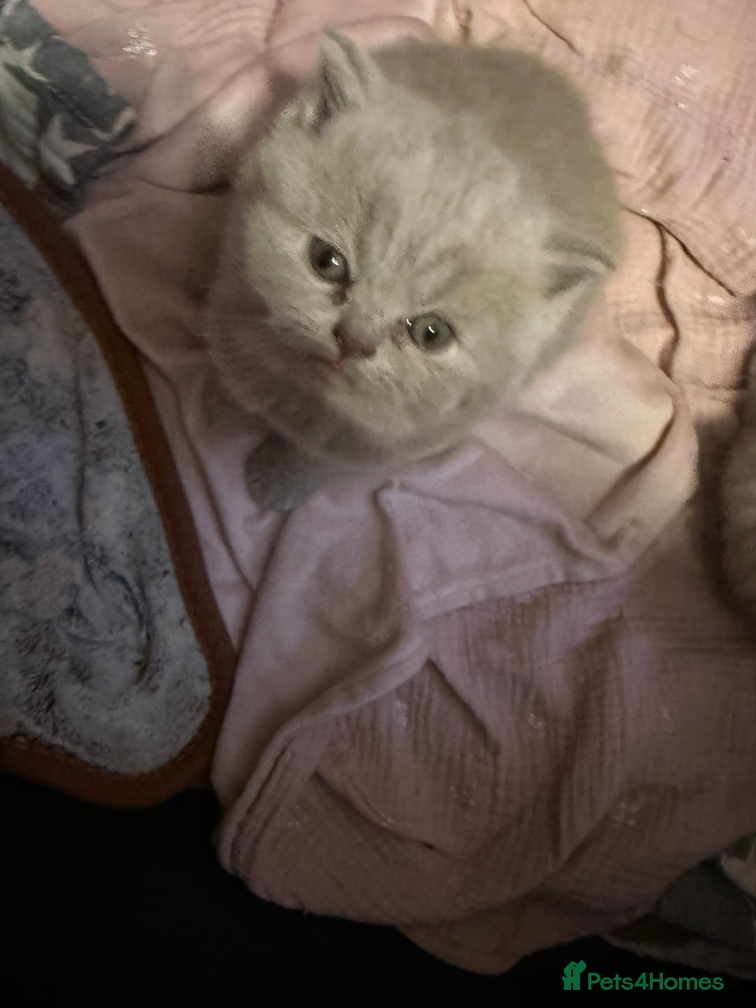 British Shorthair cats for sale: Beautiful British shorthair champion bloodlines - Image 6