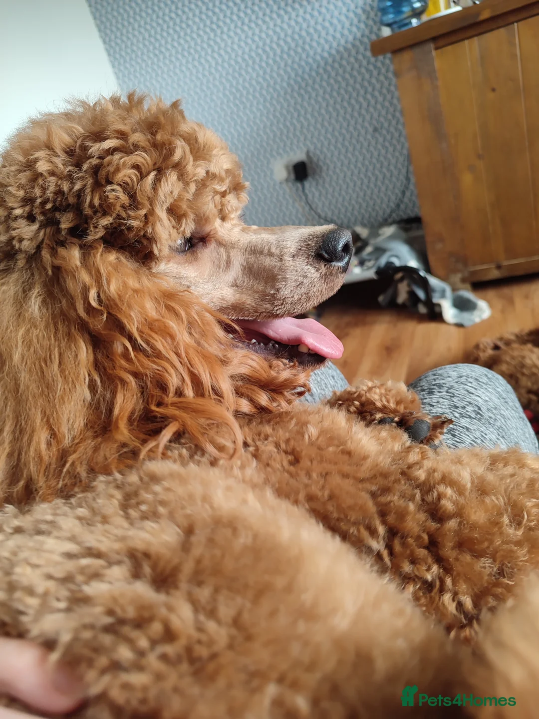 Miniature Poodle dogs for stud: Stunning health tested KC Red Miniature Poodle in Cannock - Advert 22