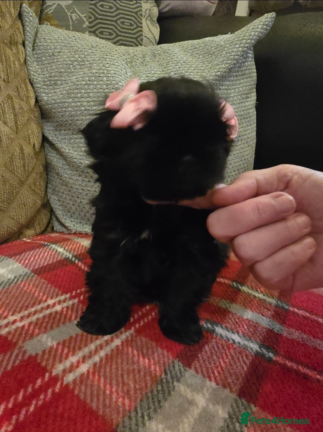 Shih Tzu dogs for sale: Imperial shihtzu  - Advert 6