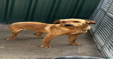 Labrador Retriever dogs - Advert 4