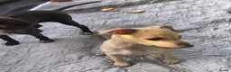 Italian Greyhound dogs for sale: 🐾✨Gorgeous KC Italian greyhound licensed breeder  - Advert 5