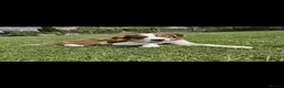 Border Collie dogs for sale: Red, white and tan border collie puppies for sale  in Evesham - Advert 4