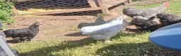 Chickens poultry for sale: Pekin bantam pullets - Advert 2