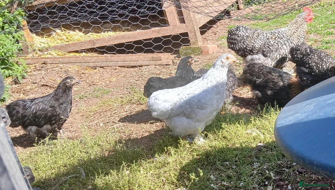 Chickens poultry for sale: Pekin bantam pullets - Advert 2
