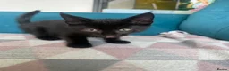 Mixed Breed cats for sale: Mixture of beautiful Kitten  - Advert 8