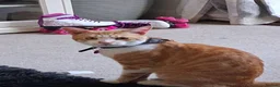 British Shorthair cats for sale: Neutured male orange rescue cat - Advert 6