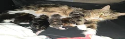 Maine Coon cats for sale: Beautiful Maine Coon Kittens  - Advert 13