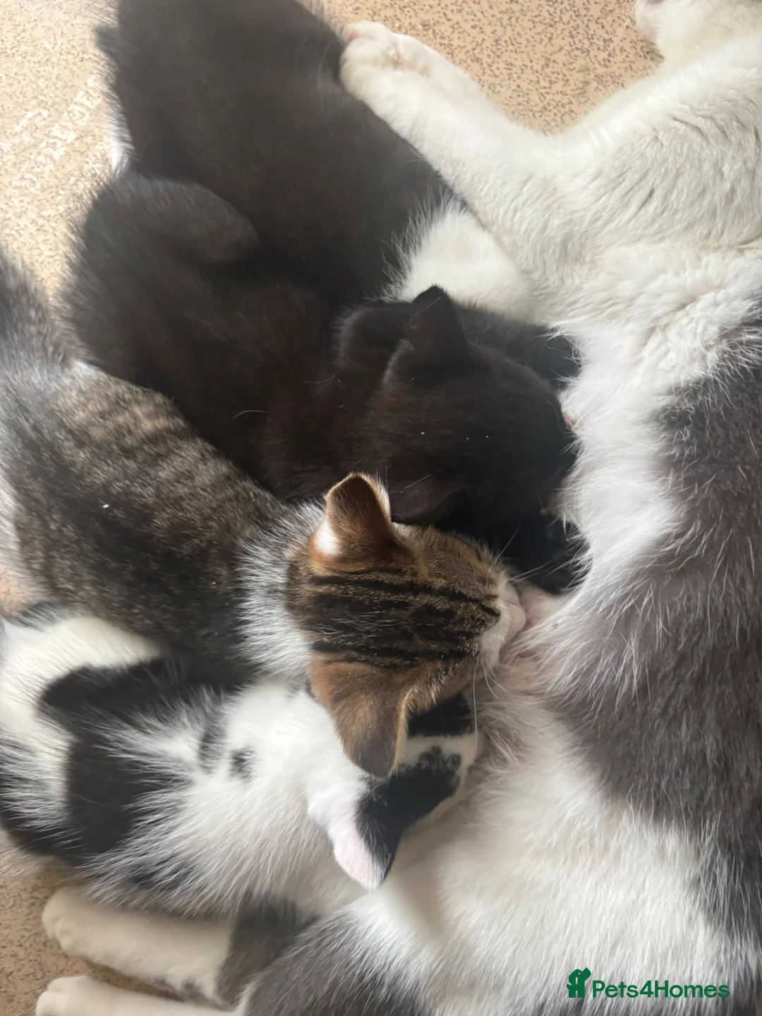 Domestic Shorthair cats for sale: 2 male kittens for sell  - Advert 2