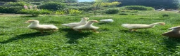 Geese poultry for sale: Stunning hand reared friendly Embden Gander - Advert 5