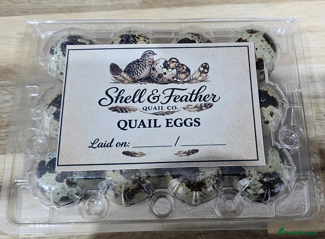 Quail poultry for sale: Coturnix Quail Hatching Eggs in Nottingham - Advert 5